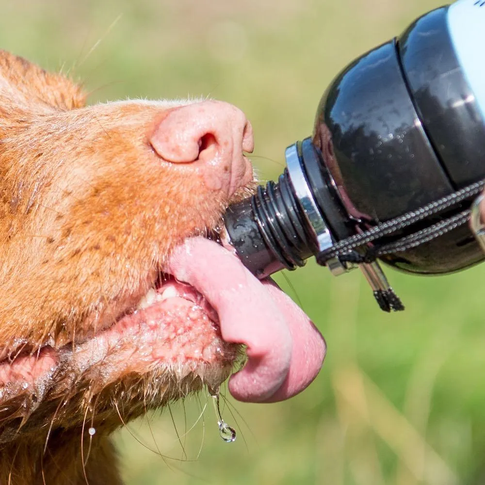 Dog Water Bottle, Lick 'n Flow, Camo